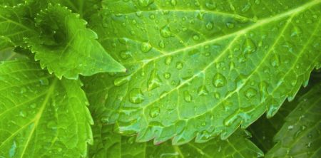 Lo sapevate?: Le foglie (¿Lo sabías?: Va de hojas)