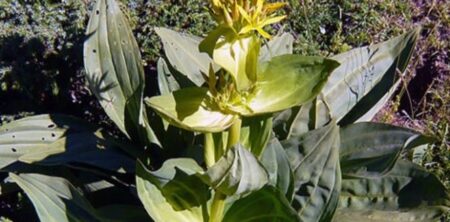 LIQUORE ALLA GENZIANA (LICOR DE GENCIANA)