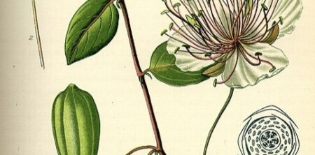 CAPPERI (ALCAPARRAS)